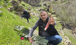 Bitlisliler 'Yayla Muzu' İçin Dağlara Akın Ediyor