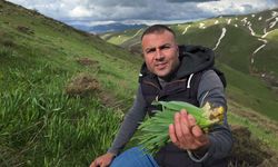 Bitlis'in Yüksek Rakımlı Yaylalarında Çiriş Otu Mesaisi Sürüyor