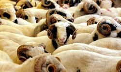 Kurban kesmenin hükmü nedir?
