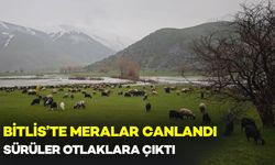 Bitlis’te Meralar Canlandı: Sürüler Otlaklara Çıktı