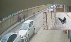 Bitlis'te Öğrencilerin Kurtarmak İstedikleri Yavru Kuşu Karga Kaptı