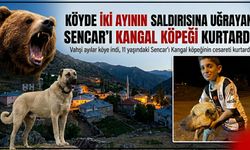 Köyde İki Ayının Saldırısına Uğrayan Küçük Sencar'ı Kangal Köpeği Kurtardı