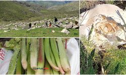 Bitlis’te yüksek rakımlarda kendiliğinden yetişen bitkiler geçim kaynağı oluyor