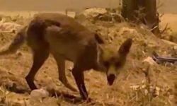 Yiyecek Arayan Tilki Mahallede Görüntülendi