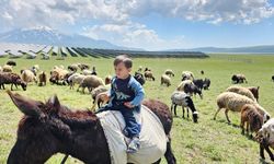Adilcevaz'da Yayla Sezonu Hareketlendi: Sütey Yaylası'nda Yoğun Yaz Mesaisi