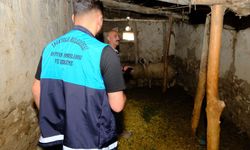 Van'da Kuduz Alarmı: 8 Mahalle Karantinaya Alındı