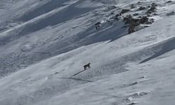 Bitlis'te Nesli Tehlike Altındaki Vaşak Kameraya Yansıdı