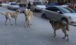 Bitlis'te sokak köpekleri yıl sonuna kadar barınaklara alınacak