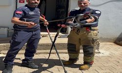 Evin lavabosuna giren yılanı ekipler çıkardı