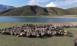 Göçerler Yayla Sezonunu Bitlis’te Açtı