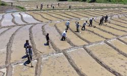Bitlis'te Asırlık İmece Geleneğiyle Çeltik Ekim Mesaisi Başladı