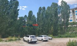 Bitlis’te kavak ağaçlarının polenleri vatandaşların tepkisine neden oldu