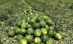 Karpuz hasadı 20 gün gecikecek!