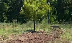 Kayısı bahçesinde traktör kullanan çiftçi kurtla burun buruna geldi