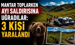 Mantar Toplarken Ayı Saldırısına Uğradılar: 3 Yaralı