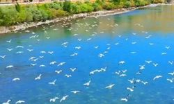 Murat Nehri üzerinde kartpostallık görüntü! Martılar gökyüzünü kapladı