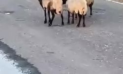 Siirt’te 32 küçükbaş hayvan şüpheli şekilde telef oldu