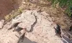 Yılanlar hindilerin arasına girdi: İlginç anlar...