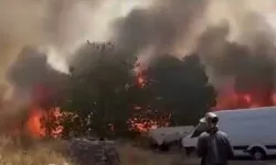 Yüzlerce dönüm alan alevlere teslim oldu