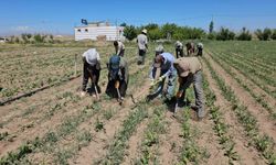 Bitlis’te kavurucu sıcaklar altında tarım işçilerinin ekmek mücadelesi