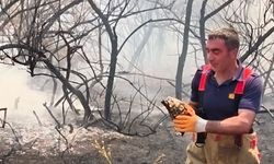 Alevlerin Arasında Kalan Kaplumbağayı İtfaiye Ekipleri Kurtardı