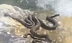 Sıcaktan Bunalan Yılanlar Su Kenarında Görüntülendi