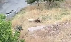 Köpeklerin saldırdığı 2 keçi telef oldu