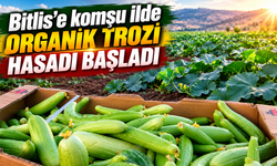 Bitlis'e komşu ilde organik trozi hasadı başladı