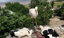 Bitlis'te yaralı leylek ve yavrularına şefkat eli