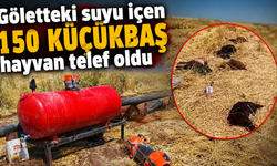 Göletteki suyu içen 150 küçükbaş hayvan telef oldu