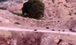 Diyarbakır'da domuz sürüsü görüntülendi