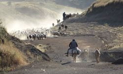 Nemrut Dağı Eteklerinde Koyunların Tozlu Yolculuğu Görsel Şölene Dönüşüyor