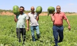 Kar suyunun bereketiyle Yaylak karpuzu: İnce kabuğu ve aromasıyla dikkat çekiyor