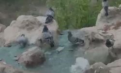Kavurucu sıcaktan bunalan güvercinler suyla serinledi