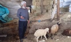 Kurtlar ağıla girdi: 14 koyun telef oldu, onlarca hayvan zarar gördü
