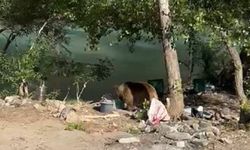 Piknik alanına bozayı indi: O anlar kamerada