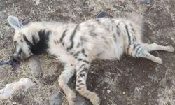 Şanlıurfa'da nesli tehdit altındaki çizgili sırtlan ölü bulundu