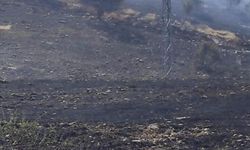 Siirt'te 50 dönümlük alan kül oldu
