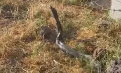 Yaklaşık üç metre uzunluğunda yılanlar görüntülendi