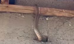 Yılanlar bir ailenin hayatını kabusa çevirdi