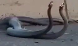 Yılanlar şehre indi! İşte o görüntüler