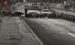 Bitlis’te kara yolundan geçirilen hayvanlar kazaya davetiye çıkarıyor