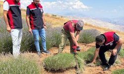 7 bin kök lavanta toprakla buluştu, hasat başladı