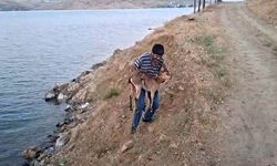 Köpeklerin Saldırdığı Dağ Keçisini Kucağında Taşıyarak Kurtardı