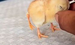 Dört Ayaklı Civciv Görenleri Hayrete Düşürdü