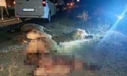 Otomobilin çarptığı sürüde çok sayıda koyun telef oldu