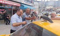 Bitlis'te kasabın iyileştirdiği karga dükkanın müdavimi oldu