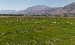 Afrika'dan Erzincan'a uzanan göç