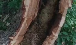 Ağaç kovuğundan kilo kilo bal çıktı