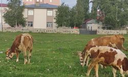 Ardahan'da büyükbaş hayvanda kuduz alarmı